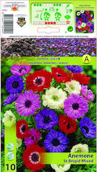 Primasem Seeds Anemone 10pcs