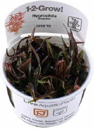 Tropica Lebende Aquariumspflanze Hygrophila polysperma