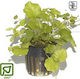 Tropica Live Aquarium Plant