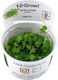 Tropica Ζωντανό Φυτό Ενυδρείου Hydrocotyle