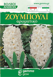 Gemma Hyacinth Bulbs 2pcs