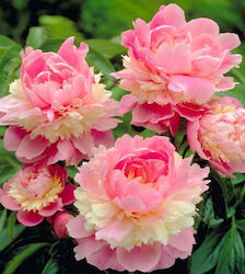 Bulb Peonyς