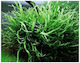 Misirlis Aquarium Pteropus Ζωντανό Φυτό Ενυδρεί...