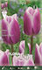 Gemma Tulip Bulbs 10pcs