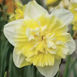 Narcissus Bulb