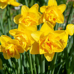 Narcissus Bulb