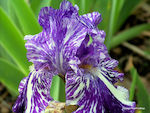 Iris Bulb