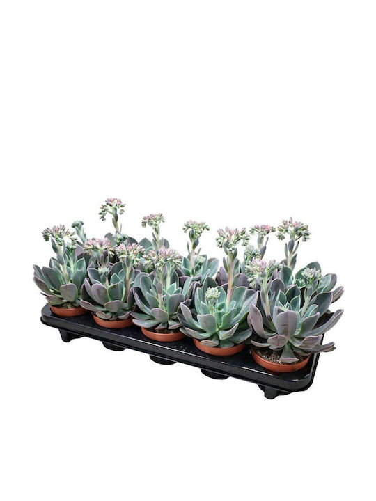 Green Leaf Echeveria
