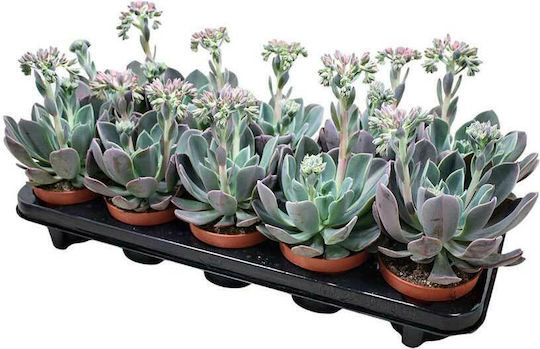 Echeveria 'Blue Prince' 10.5cm