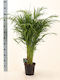 Dypsis Innenbereich Höhe 100cm
