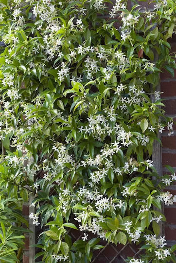 Star Jasmine 3lt Height 120cm Star Jasmine 3lt Height 120cm
