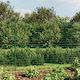 vidaXL Wire Fencing Green 1.6x10m