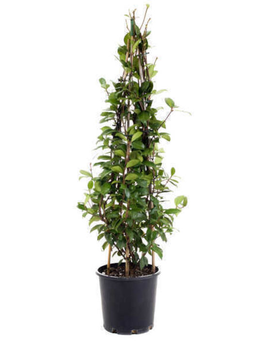 Star Jasmine 10lt