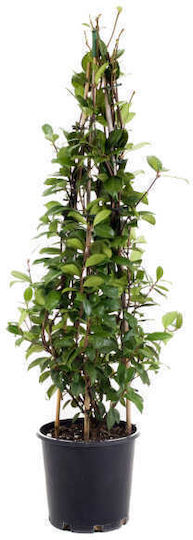 Trachelospermum Jasminoides 4лт