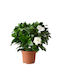 Gardenia 35lt Height 80cm