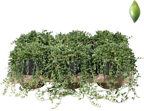 Senecio Herreianus Pflanze Mit 20cm Höhe