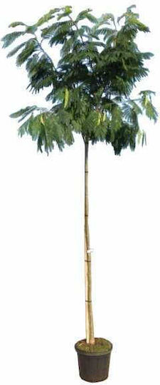 Albizia Julibrissin 13lt