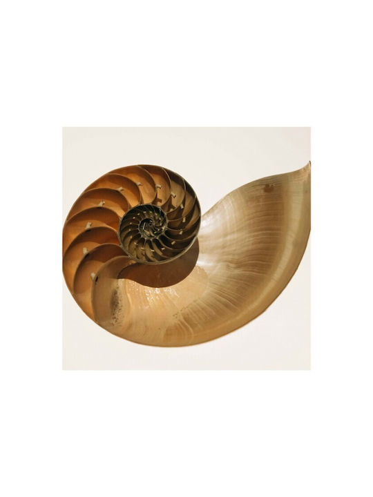 Walls Poster Golden Ratio in Shell 20x20cm