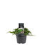 Juniperus Procumbens 'nana' 19cm