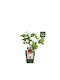 Ribes 'jonkheer Van Tets' Bio 13cm
