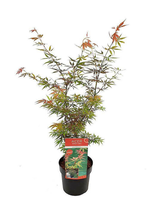 Green Leaf Marple Jerre-Schwartz Height 60cm