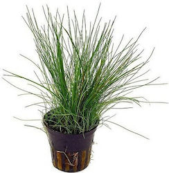 Dennerle Eleocharis Live Aquarium Plant