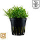 Tropica Pogostemon Live Aquarium Plant