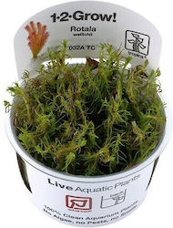 Tropica 1-2-grow Plantă acvatică vie Rotala