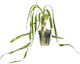 Tropica Potted Lebende Aquariumspflanze
