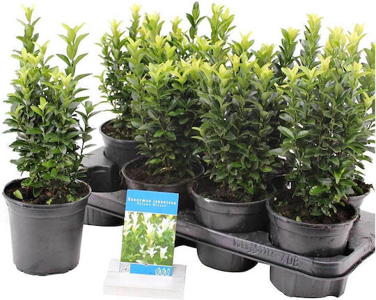 Euonymus 'paloma-blanca' 13cm