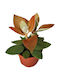 Kalanchoe Orygalis 12cm