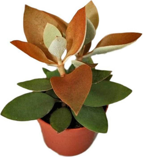 Kalanchoe Orygalis 12cm