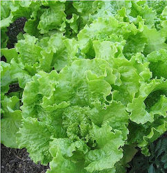 Fytro seeds Seeds Lettuce