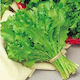 Evotris Σπόροι Αντίδι Romanesca 50gr