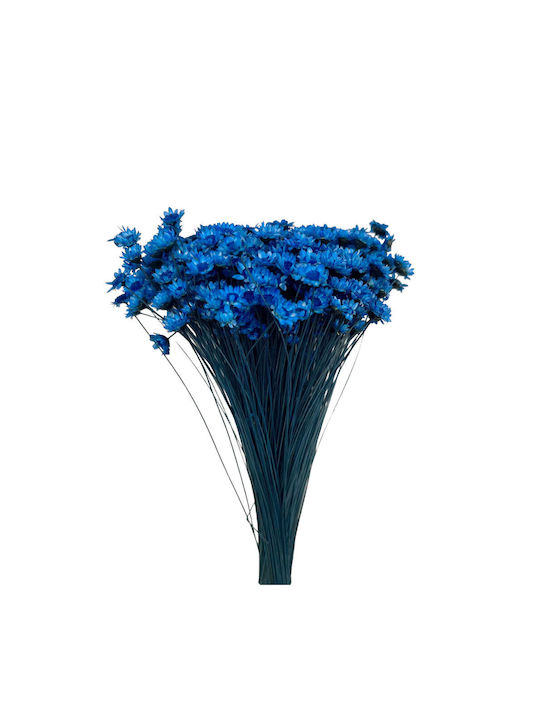 Uscat Plantă Blue 40cm 1buc