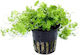 Abyssos Hydrocotyle Live Aquarium Plant