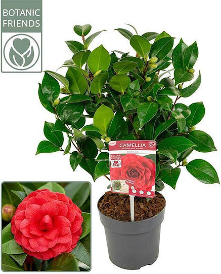 Camellia 'black Lace' 15cm