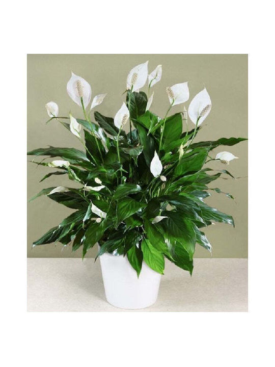 GreenArtStore Peace Lily Εσωτερικού Χώρου