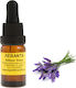Lavendel ätherisches Öl 10ml