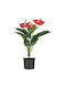 Изкуствено растение в саксийка Хвощ (Anthurium) 35см
