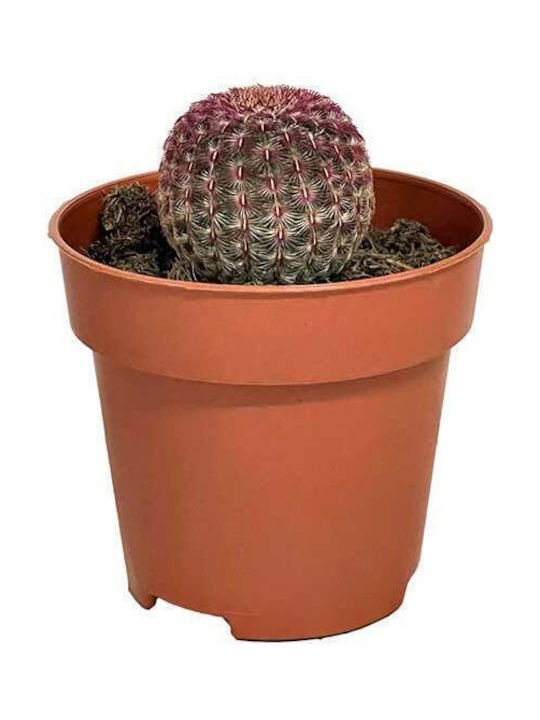 Echinocereus 'rubispinus' 8.5cm