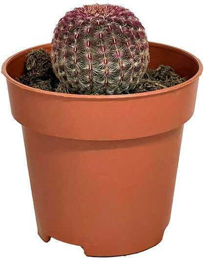 Echinocereus 'rubispinus' 8.5cm