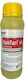 BASF Xentari WG Εντομοκτόνο σε Κόκκους 500gr