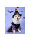 Kleine Hexe Halloween Ganzkörperbekleidung für Hunde 28x31x44cm