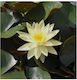 Stoffels S.i Nymphaea Lotus Live Aquarium Plant