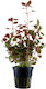 Stoffels S.i Lebende Aquariumspflanze Ludwigia Palustris