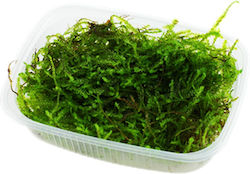 Ruinemans Aquarium Java ZZPC-1050-MOSS