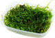 Ruinemans Aquarium Java Live Aquarium Plant