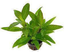 Siamensis Hygrophila Polysperma Live Aquarium Plant