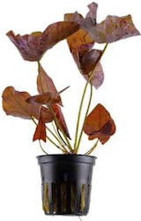 Tropica Nymphäen-Lotus 11844 Tropica Nymphäen-Lotus 11844